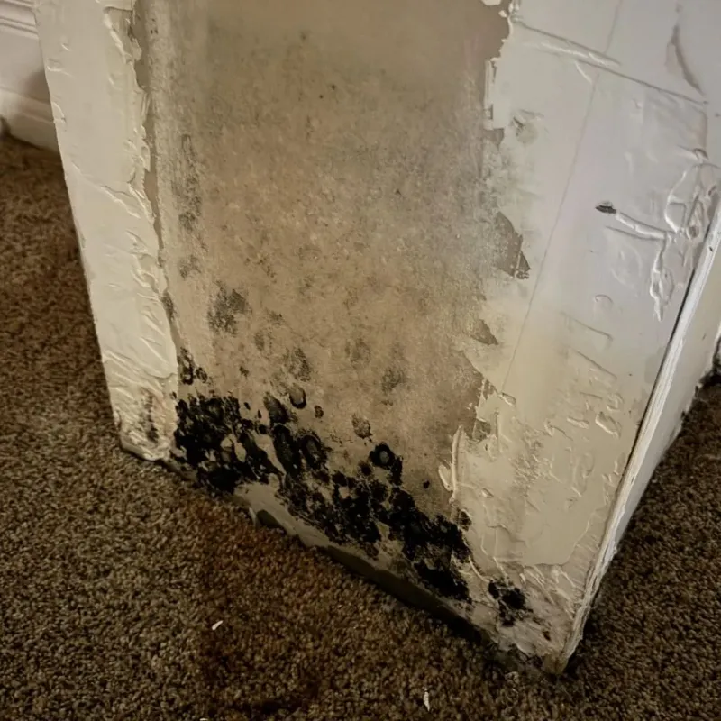 Professional Mold Removal in Otero County, NM